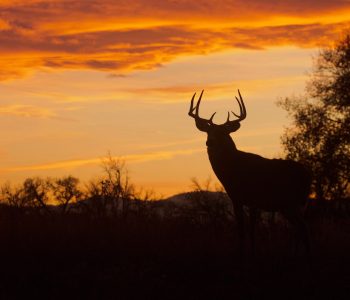 Whitetail Buck silhouette at sunset during the fall deer hunting